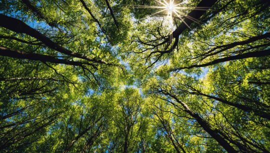 Looking up into the trees