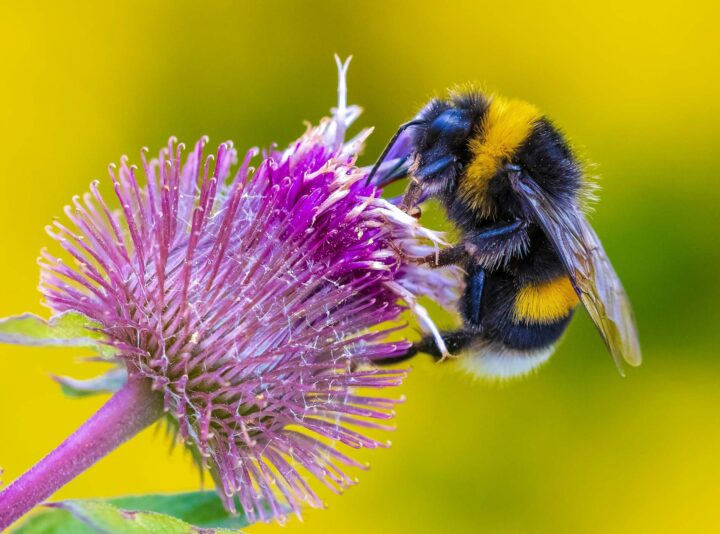 A bee on a flower