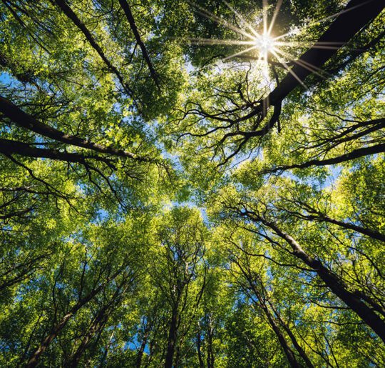 Looking up into the trees